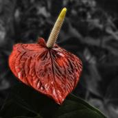 flowers 06